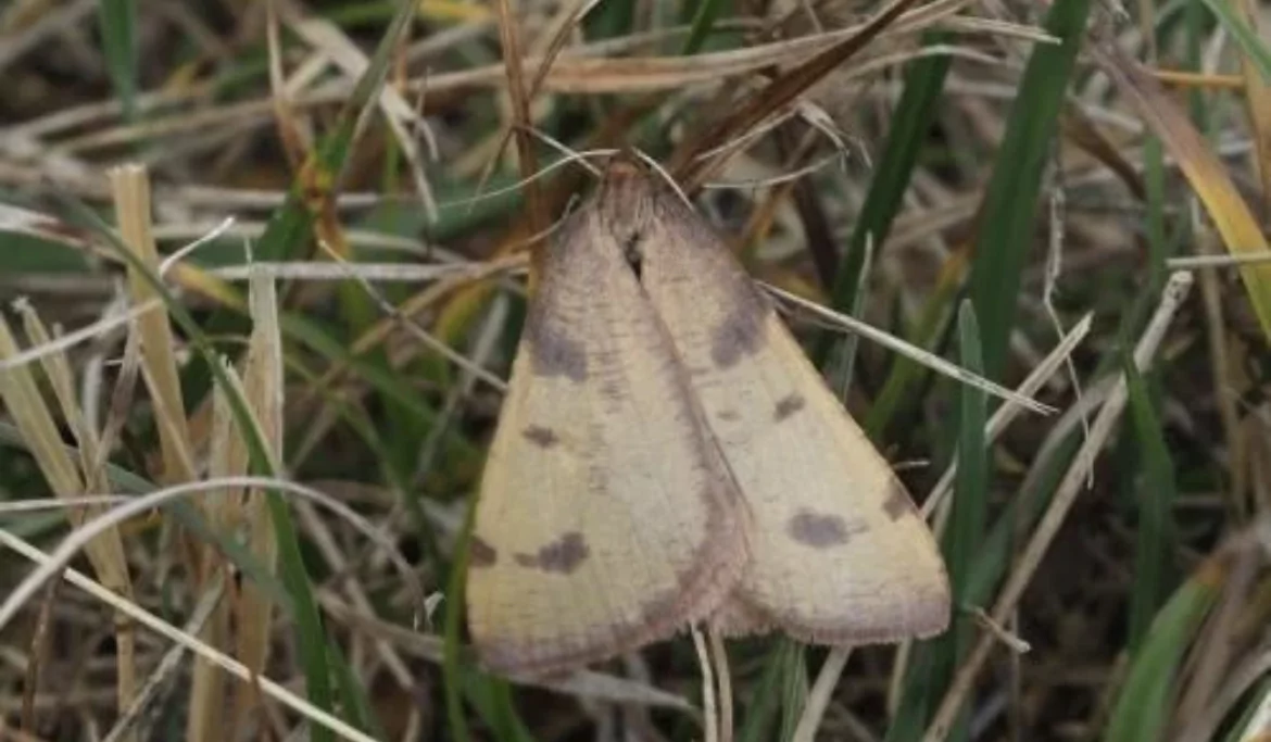 Veliko otkriće: Na Vlašiću pronađen leptir za koji se smatralo da je izumro prije 100 godina