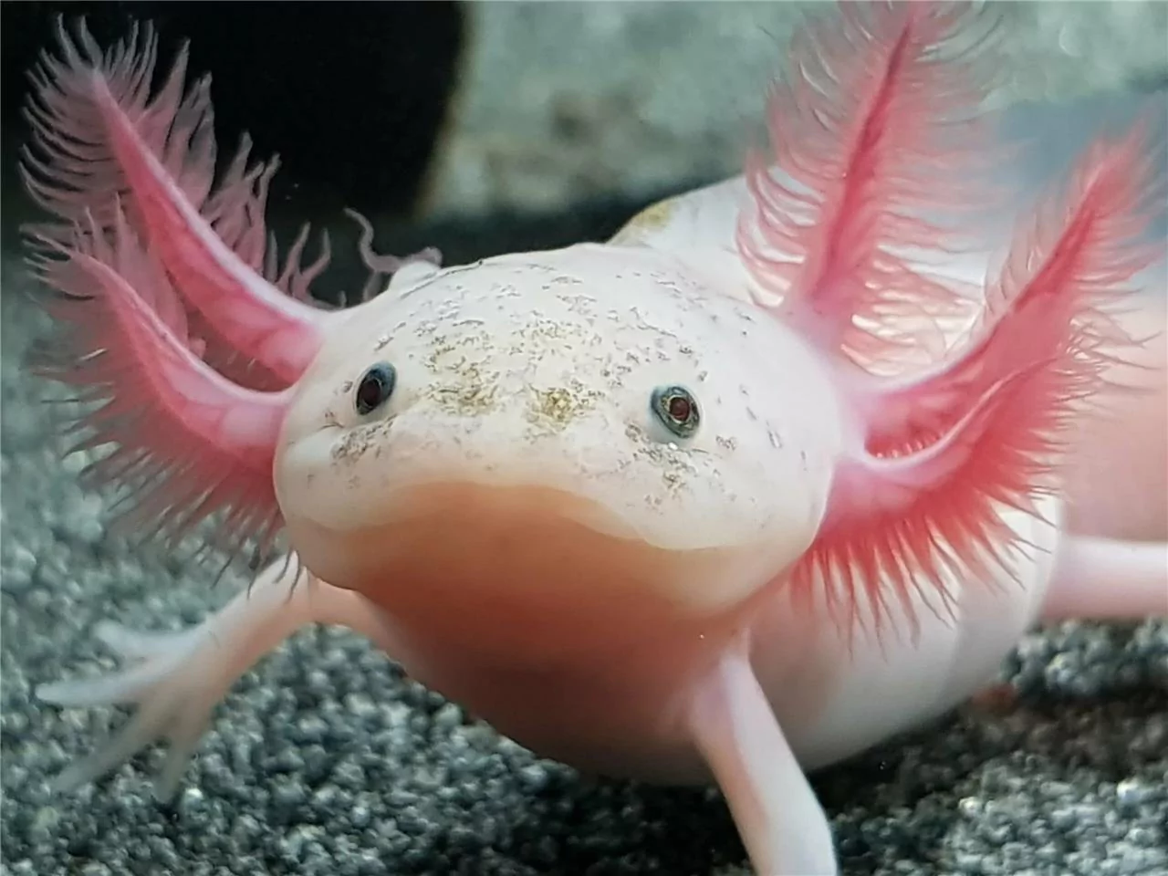 Meksički ekolozi započeli kampanju spašavanja axolotla: Gustina naseljenosti im pala za 99,5%