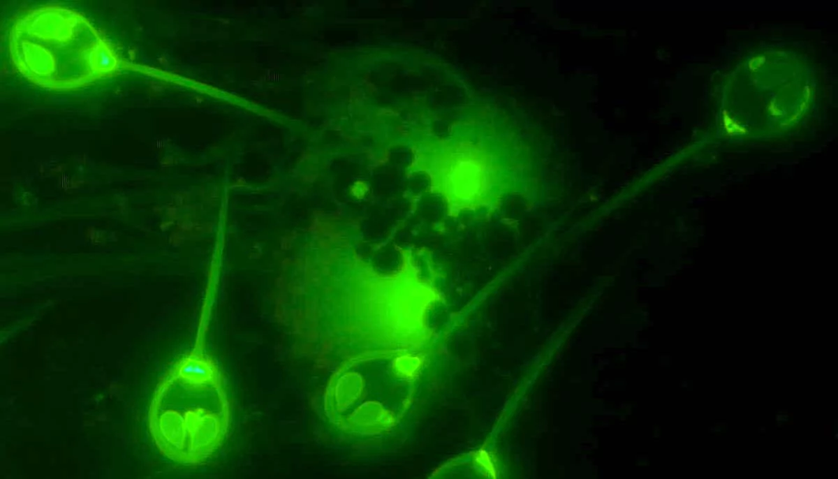 Naučnici otkrili životinju kojoj nije potreban kisik za život, čak ne može ni da ga obrađuje