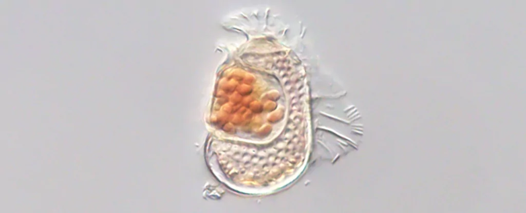 Naučnici otkrili stvorenje koje ruši pravila biologije: Postoji između života i neživota